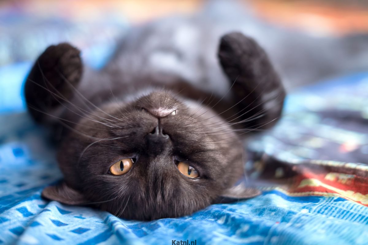 5 Beste Tips Als Je Kat Zich Verveelt Kat.nl